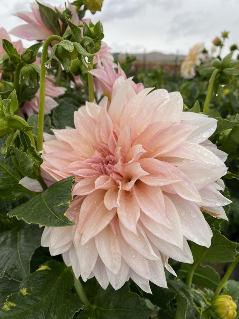 Cafe Au Lait Kaeli S Dahlias