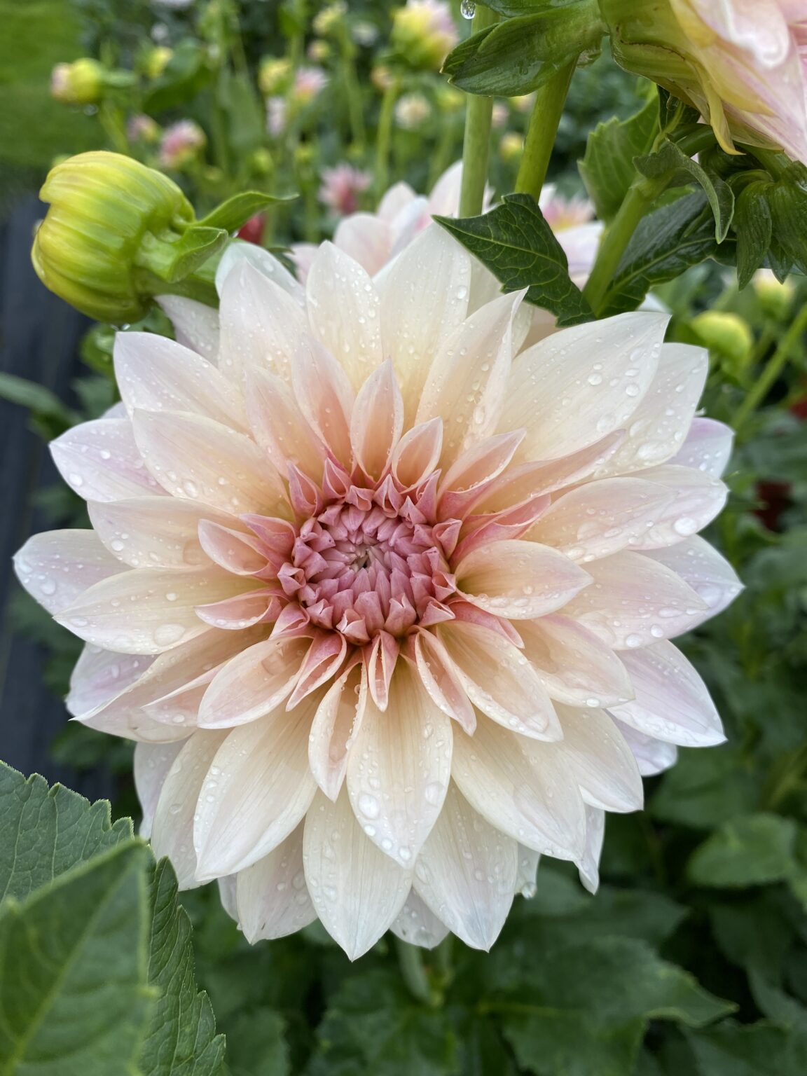 Cafe Au Lait Kaeli S Dahlias