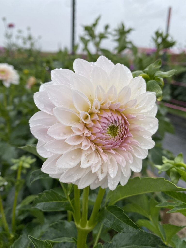 Bloomquist Tory P Kaeli S Dahlias