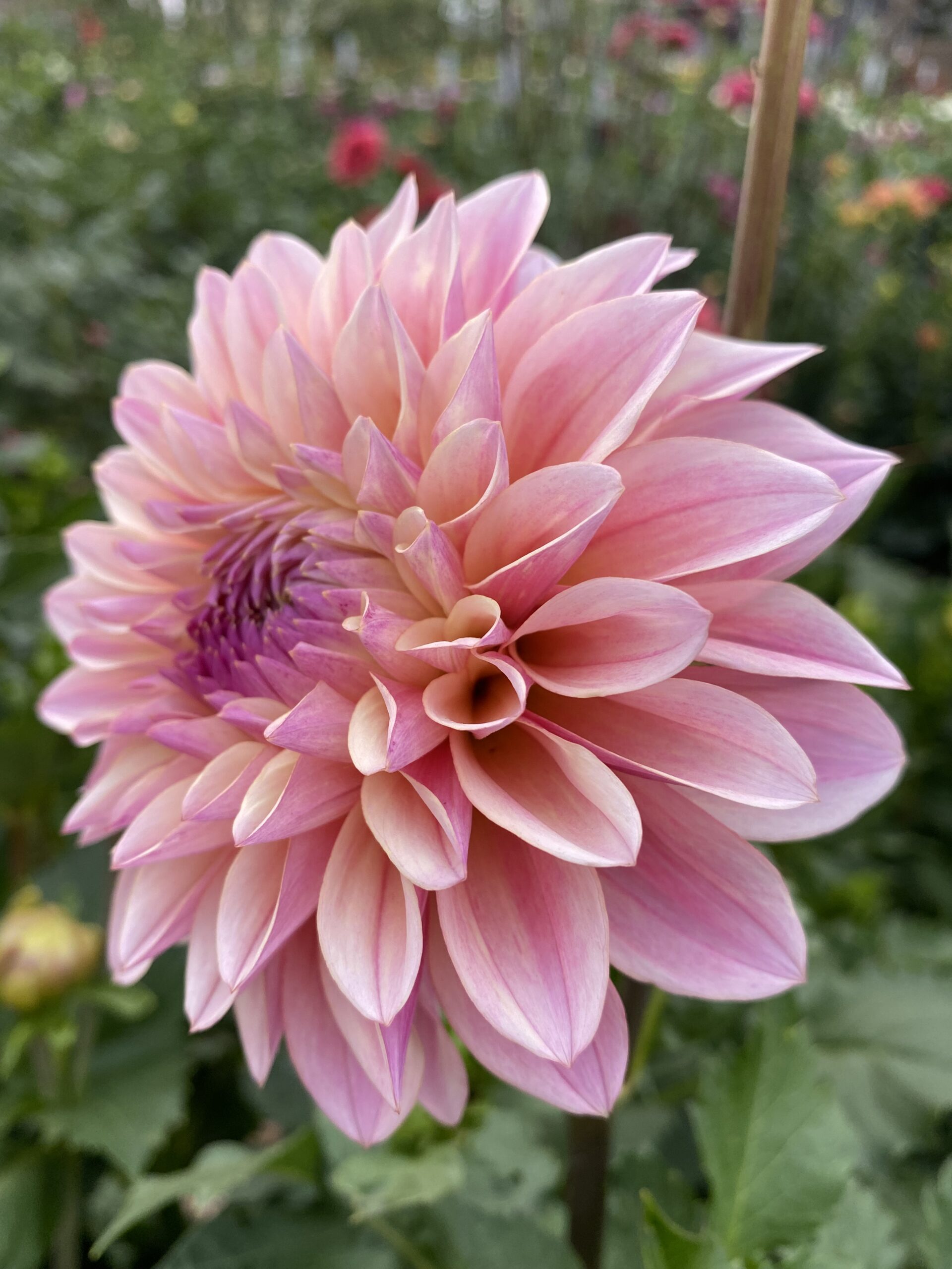 Coralie – Kaeli's Dahlias