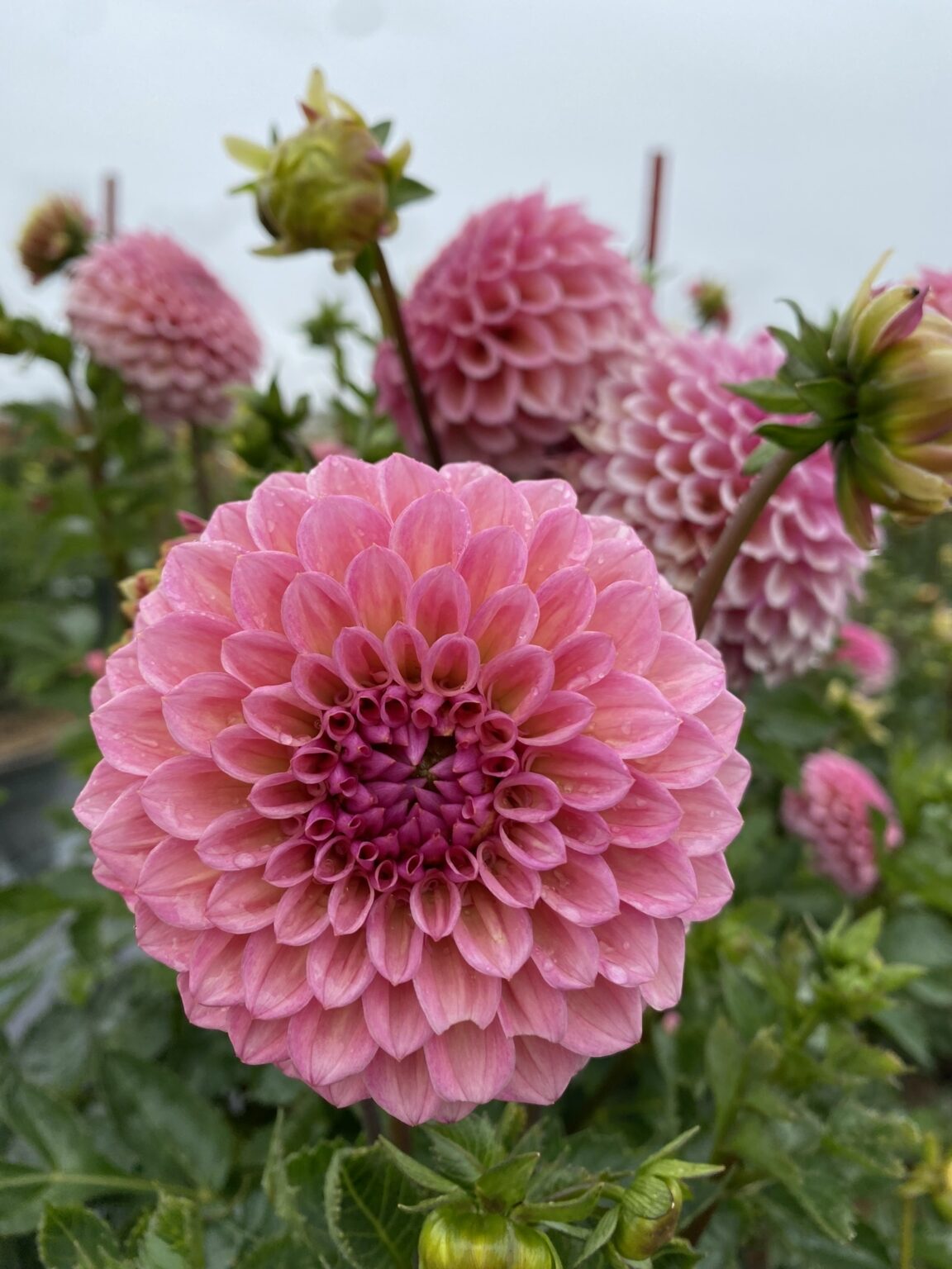 Bracken Rose – Kaeli's Dahlias