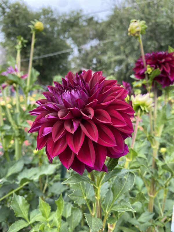 Diva, Dahlia, Tubers, Flowers, Purple