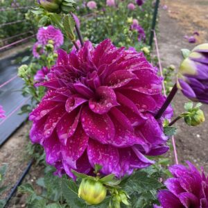 Einstein Dahlia, Tubers, Flowers, Purple