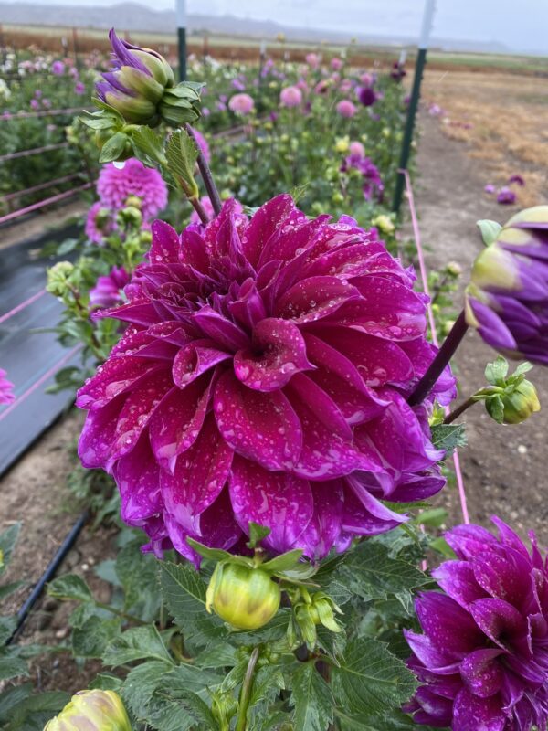 Einstein Dahlia, Tubers, Flowers, Purple