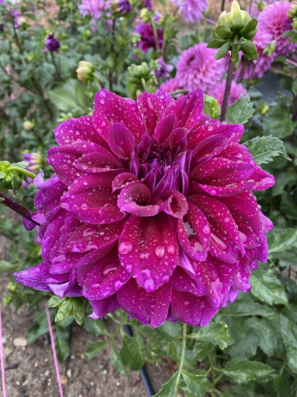 Einstein Dahlia, Tubers, Flowers, Purple