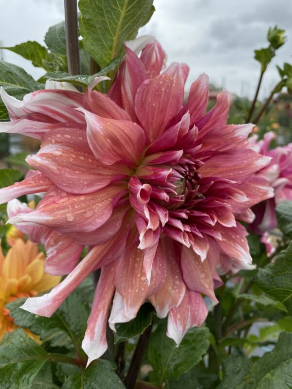 Frost Nip Dahlia