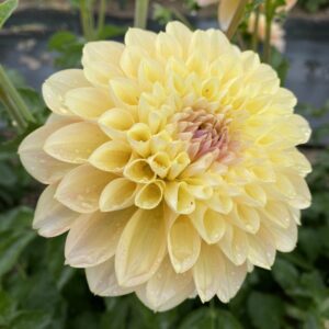 Honey Dew, Dahlias, Tubers, Flowers, Kaeli’s Dahlias, kaelisdahlias.com