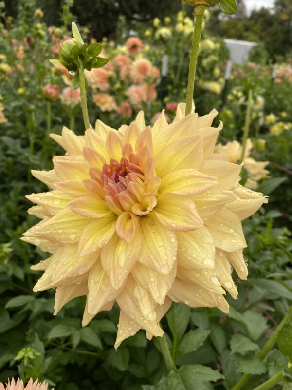 Honeymoon, Dahlias, Tubers, Flowers, Kaeli’s Dahlias, kaelisdahlias.com