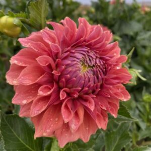 Hy Patti, Dahlias, Tubers, Flowers, Kaeli’s Dahlias, kaelisdahlias.com