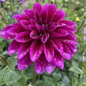 Le Baron Dahlia, Flowers, Tubers, Dahlias, Purple