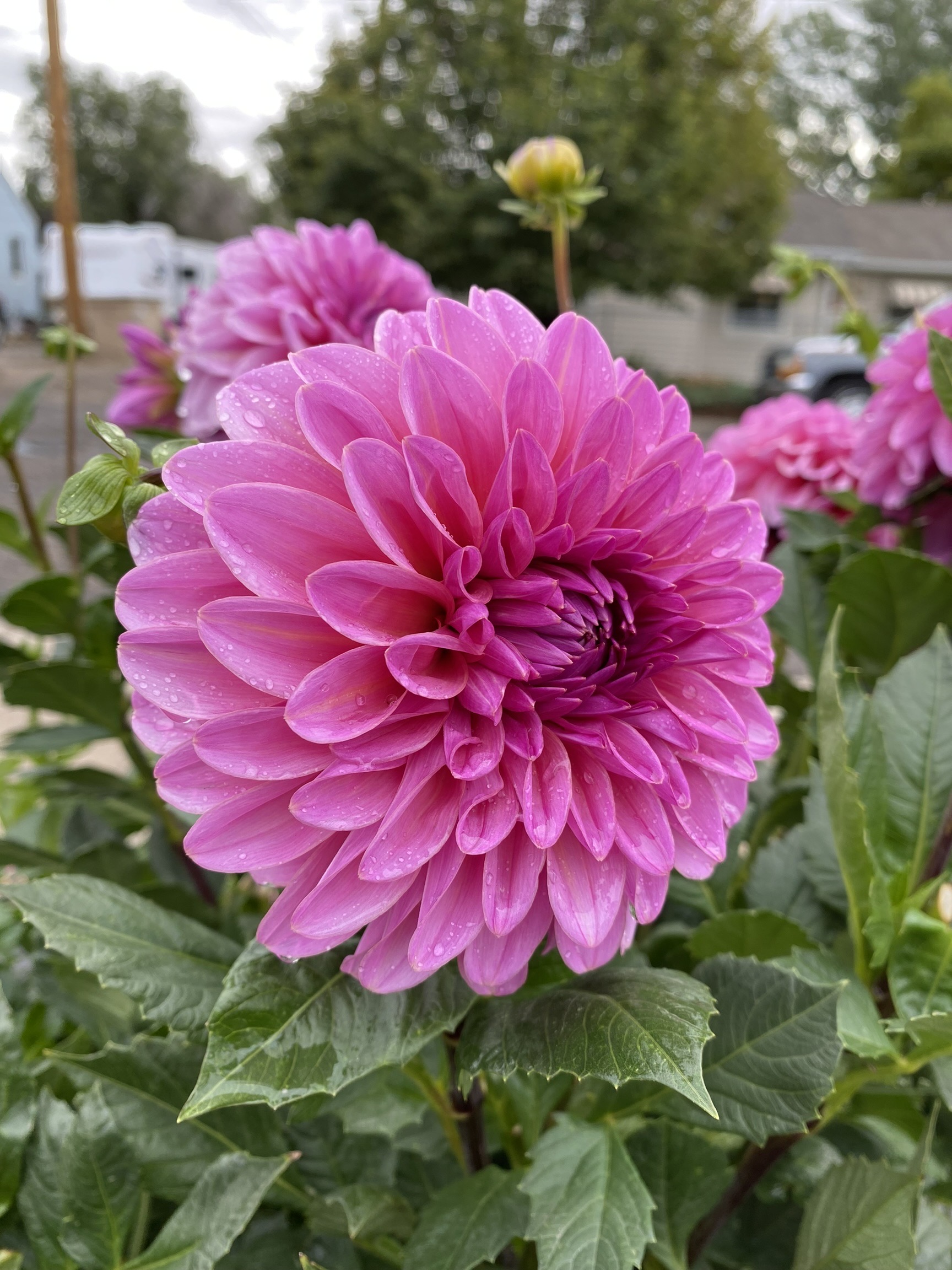 lucky-number-kaeli-s-dahlias