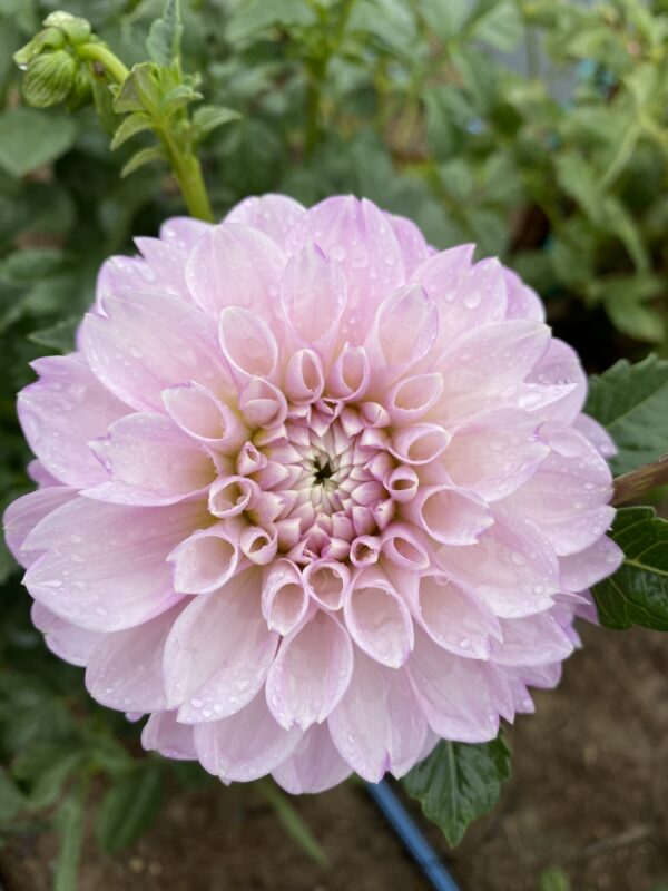 Marionberry Milkshake, Dahlias, Tubers, Flowers, Kaeli’s Dahlias, kaelisdahlias.com