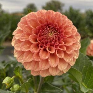 Rose Toscano, Dahlias, Tubers, Flowers, Kaeli’s Dahlias, kaelisdahlias.com