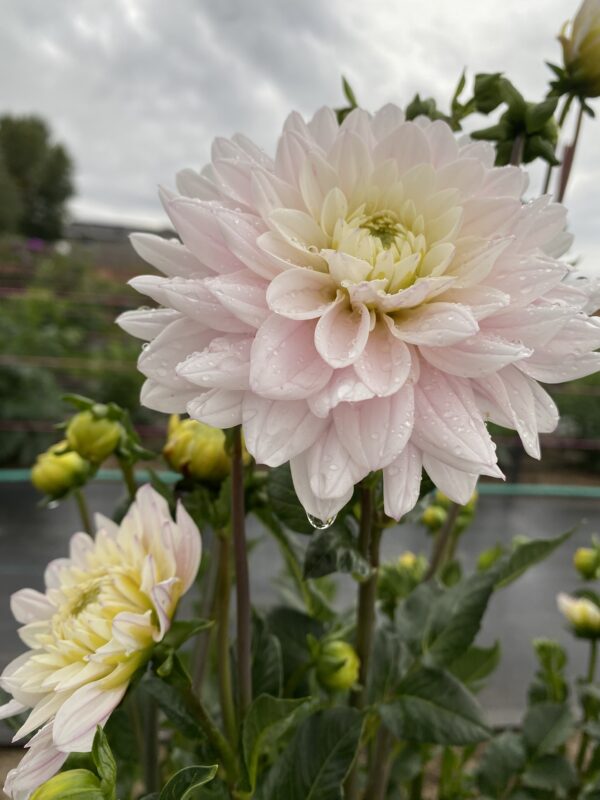 Silver Years, Dahlias, Tubers, Flowers, Kaeli’s Dahlias, kaelisdahlias.com