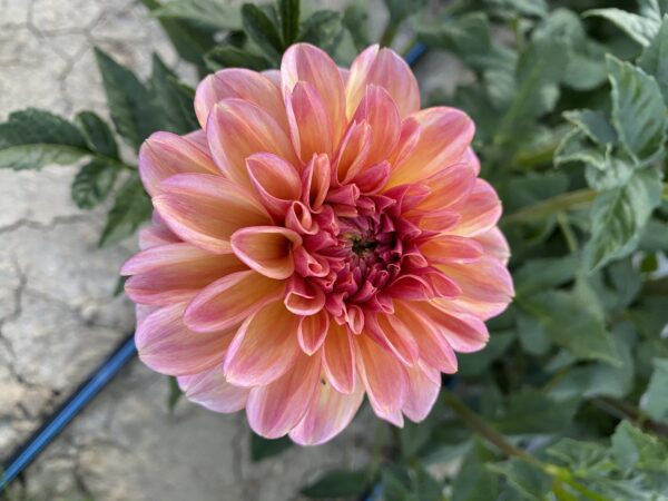 Uptown Girl, Dahlias, Tubers, Flowers, Kaeli’s Dahlias, kaelisdahlias.com