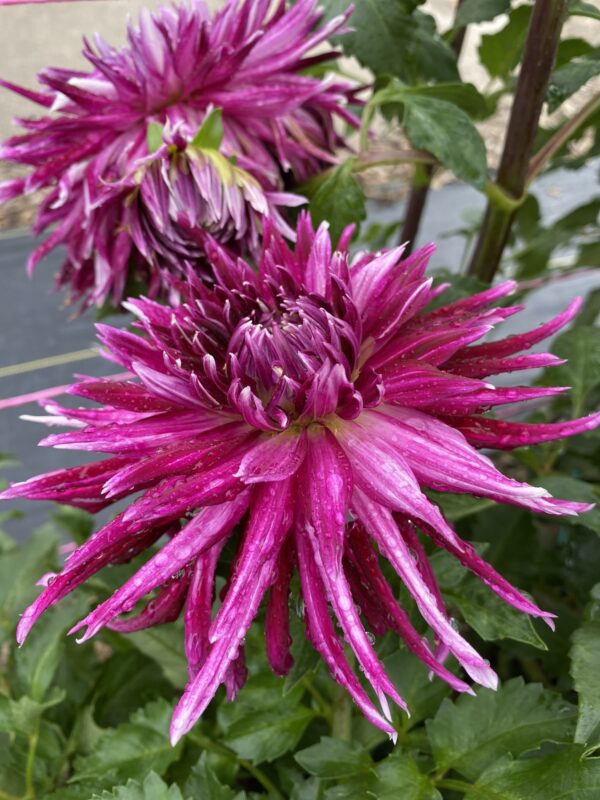 Vancouver, Dahlias, Flowers, Tubers, Purple, Novelty