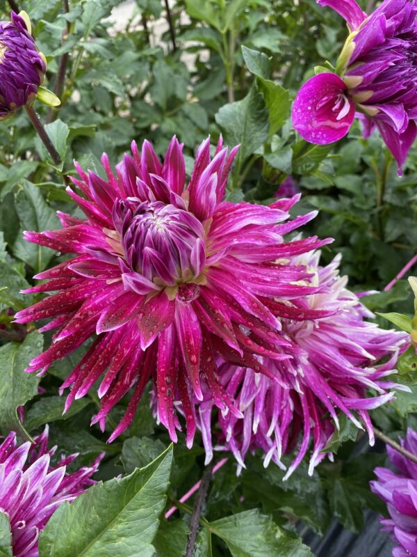 Vancouver, Dahlias, Flowers, Tubers, Purple, Novelty